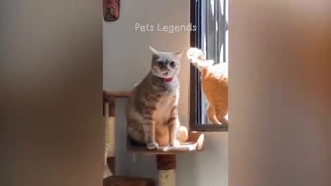 Adorable Cat Wrinkles Nose & Brave Dog's Epic Dock Dive!