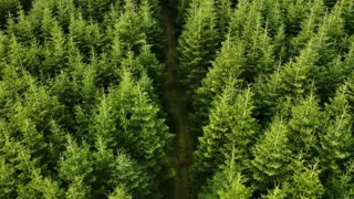 Lofi Classical Calm for Deep Focus