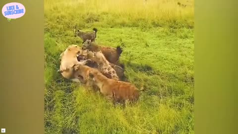 When Animals Face Off Against the Wrong Foe | #6