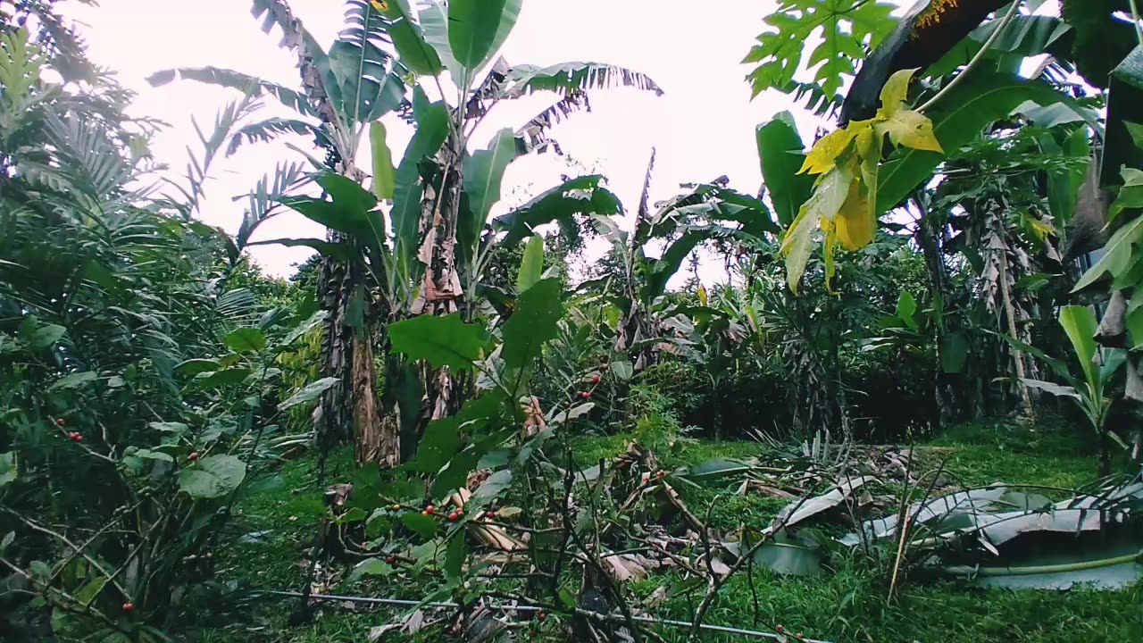 Banana need to go...