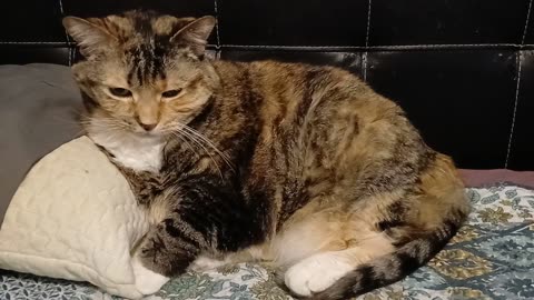 This Cat LOVES Pillow Brushing — So Calm, So Cute, So Satisfying