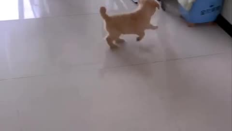 ❤️🐾 Love Has No Barriers – The Cutest Animal Friendship! | FunFM