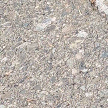 Strange/weird spider/scorpion/crab insectoid bug with a nice blue back