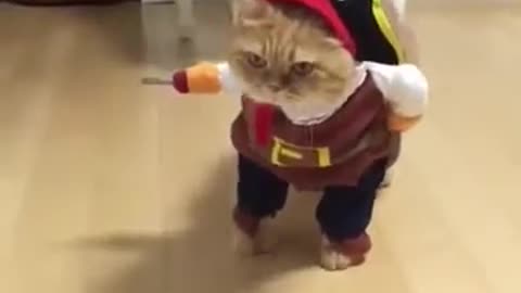 When Pets Forget How to Pet – Funny Grooming Moments