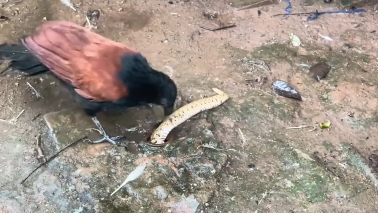 “The Mysterious Cat That Terrifies the Monkey and the Bird”