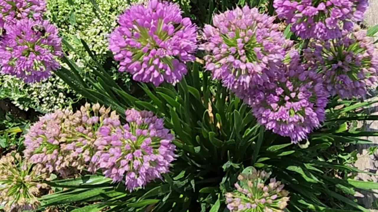 Bees Loving Ornamental Onions: 30 minutes for tertiary monitor