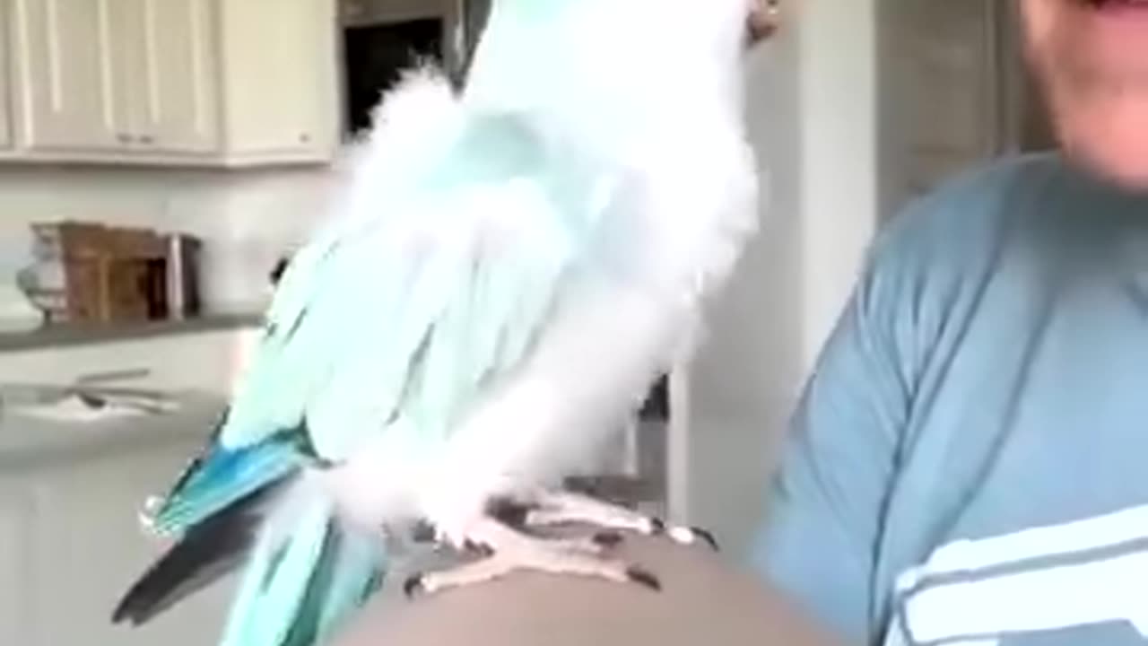 Bacon Pancakes Duet With Auggie and Grover Hahn Facebook aka the_green_bird_brigade Insta