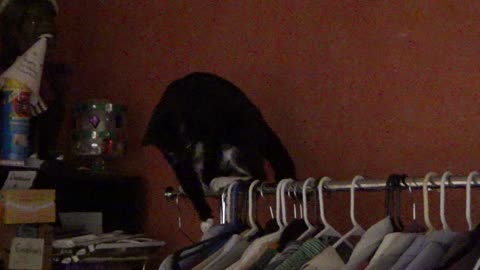 Cookie Cutter The Cat On Top Of Wardrobe, Dearborn, Michigan, 7/4/25