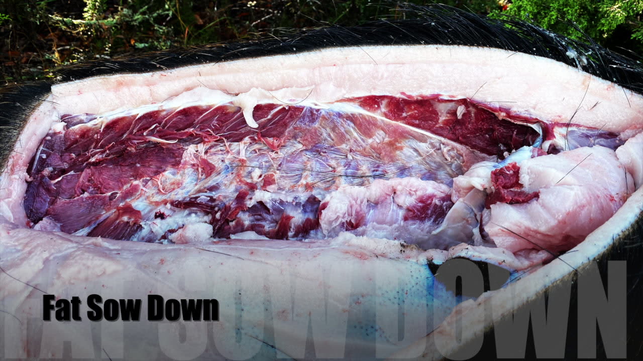 243 Win (AR10) • 87 Absolute Hammer • Hog Hunt