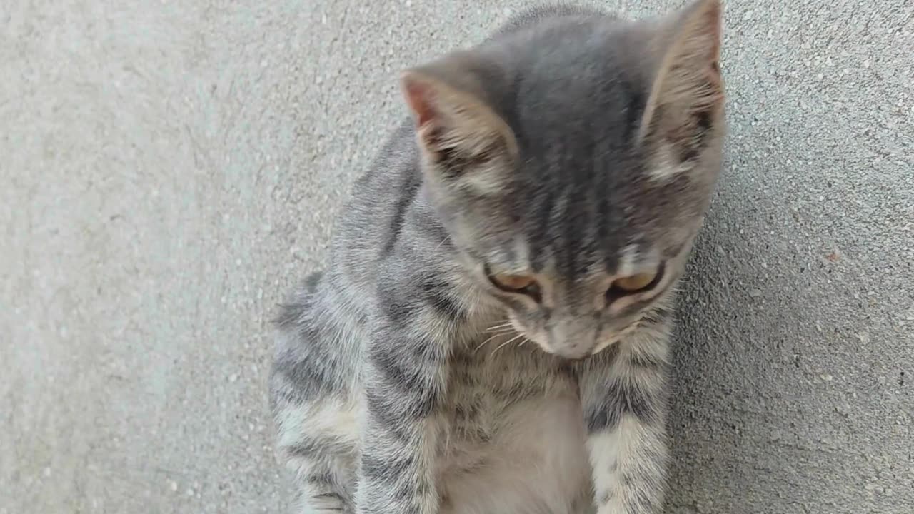 This Cat Is Living the Good Life 😸☀️ Just Look at That Face!