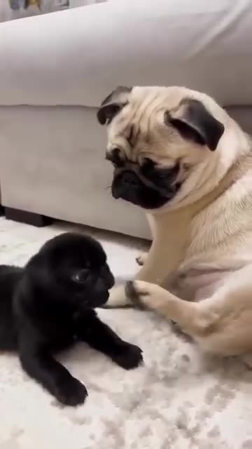 Cutest Video of the Week!