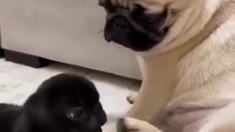 Cutest Video of the Week!