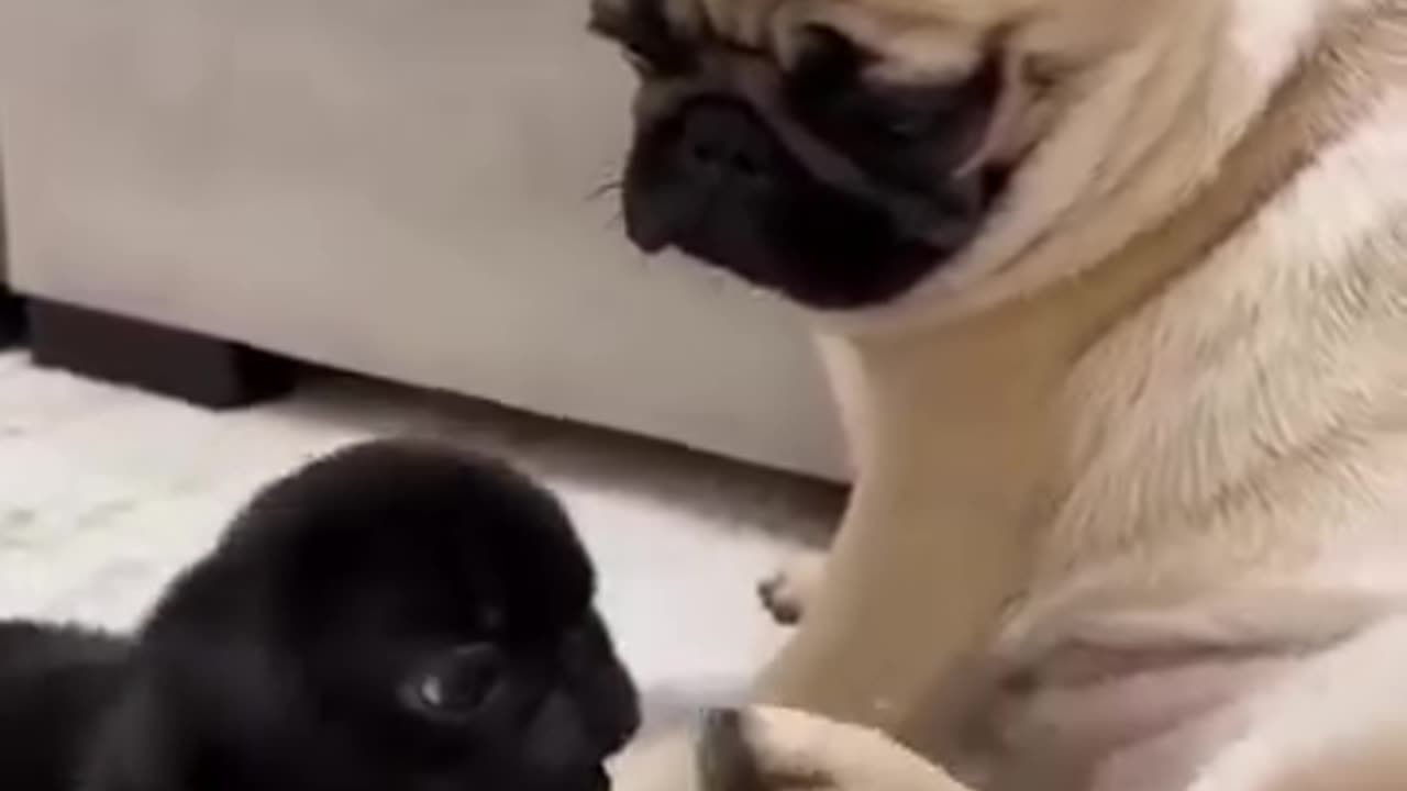 Cutest Video of the Week!