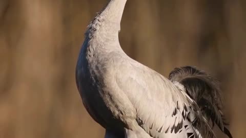 The White Bird in Silence | A Forgotten Beauty in Flight