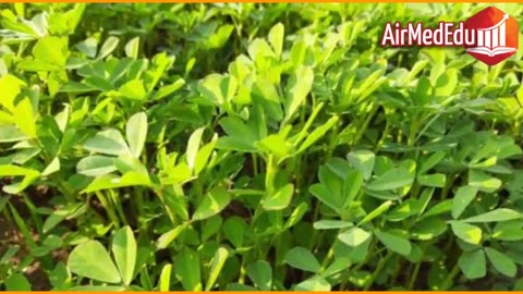 45 Beneficios de las Hojas de Fenogreco