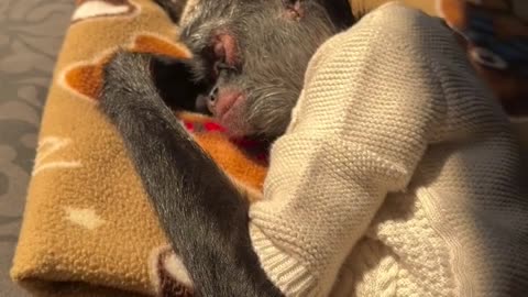 Cute Sleeping Monkey