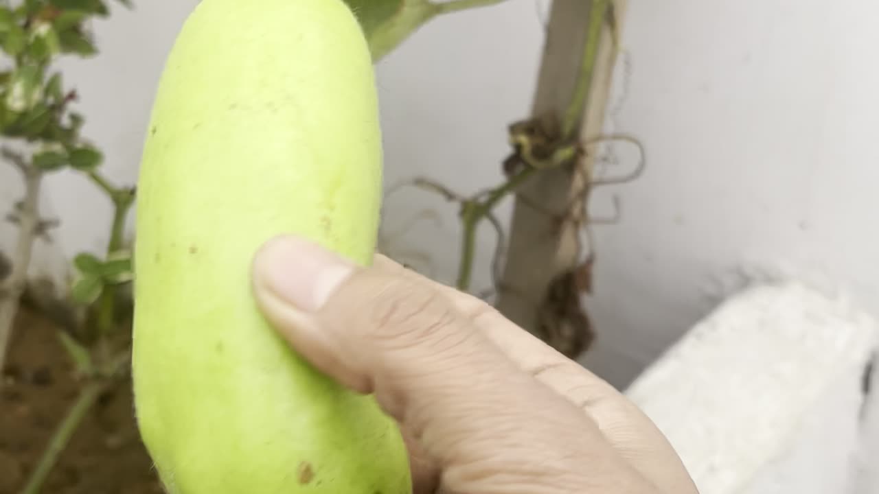 Weird Bottle Gourd In Terrace Garden