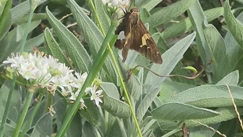 Butterfly on Onion Scapes