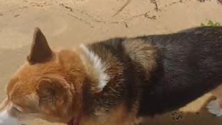 Sydney soaks in beach sounds! (Shorts)