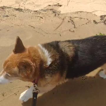 Sydney soaks in beach sounds! (Shorts)