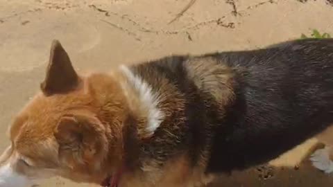 Sydney soaks in beach sounds! (Shorts)
