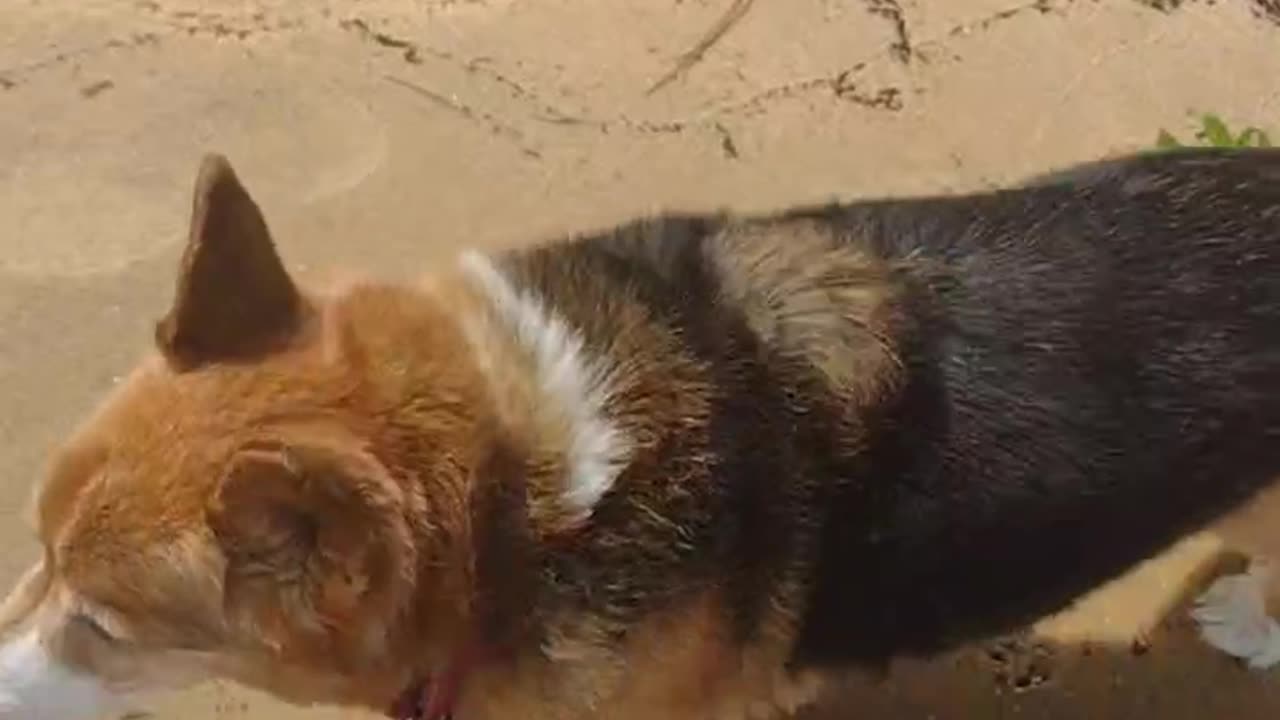 Sydney soaks in beach sounds! (Shorts)