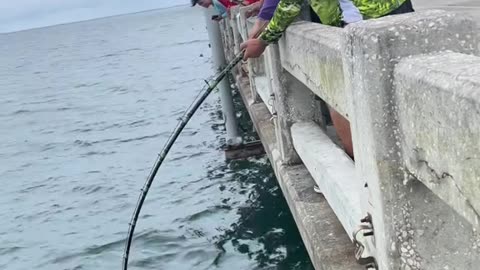 Guess what fish is this?