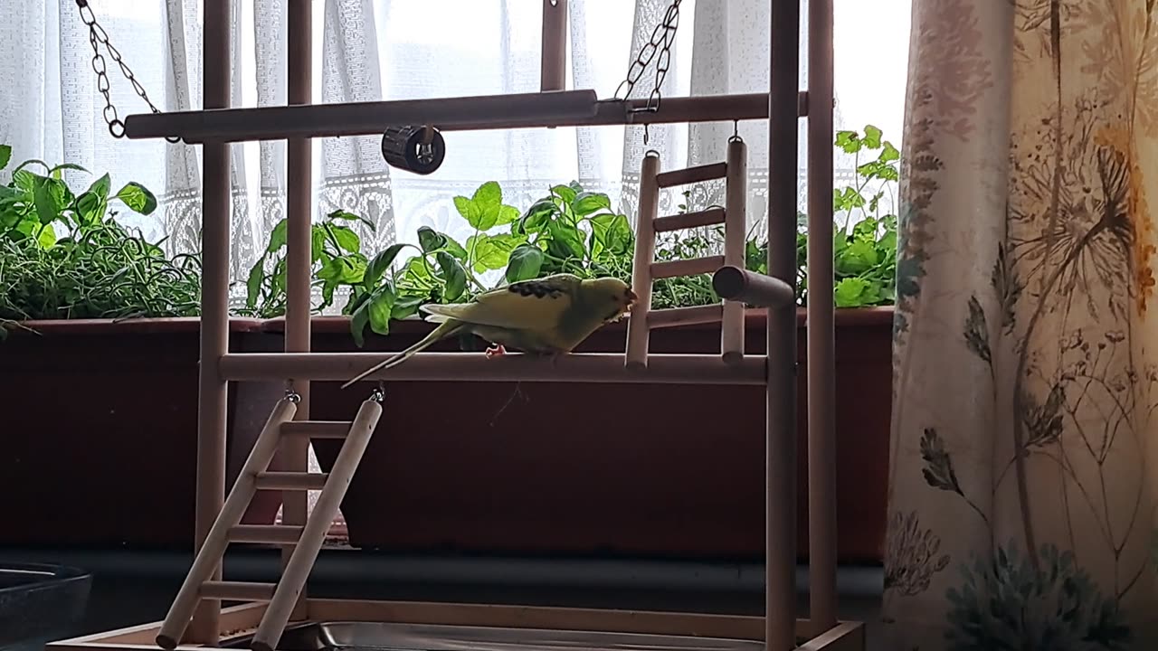 This Play Gym is All Wrong
