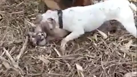 Bulldog on puma