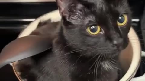 Funny Cats Love Sitting In Pots On The Stove