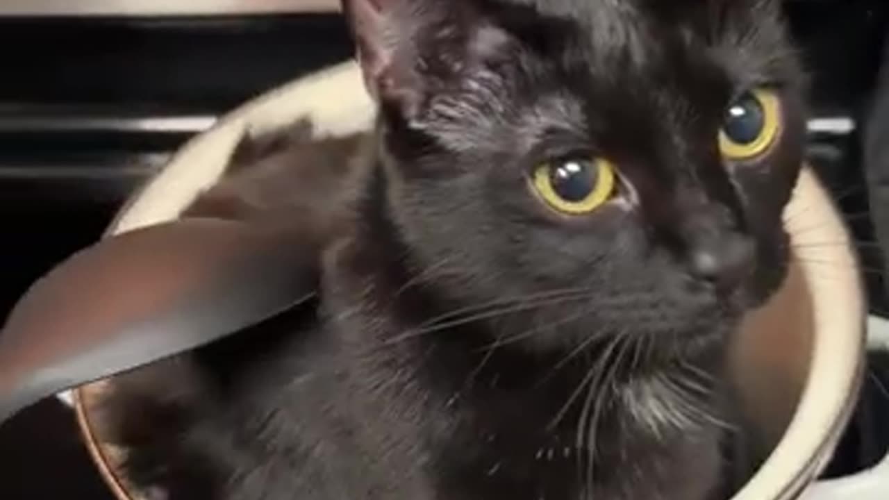Funny Cats Love Sitting In Pots On The Stove