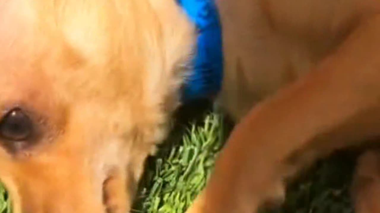 Adopting a dog