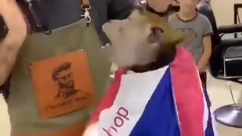 New Monkey Comedy Viral Video😂😁😘😂 #reelsvideoシ #viral