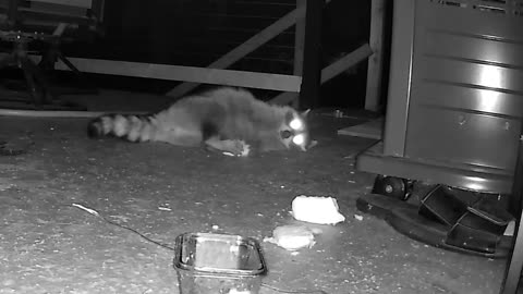 Raccoon Overjoyed with Bread