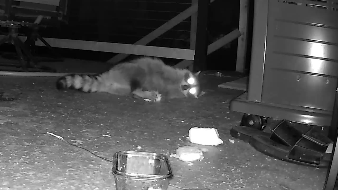 Raccoon Overjoyed with Bread