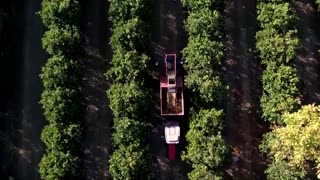 Trump's 50% tariff threat sours Brazil's citrus belt