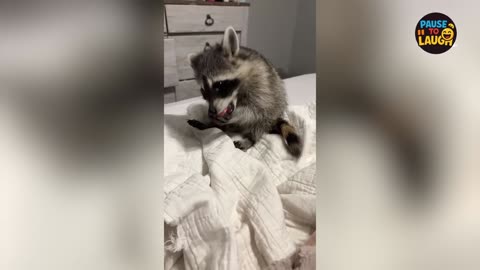 Dogs Being Absolutely Hilarious! 🤣🐕 You’ll Laugh Non-Stop!