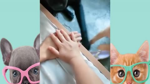 Try Not To Laugh - Best Funny dogs and cats videos - FUNNIEST ANIMAL VIDEOS