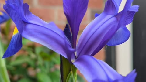 Blue dutch iris