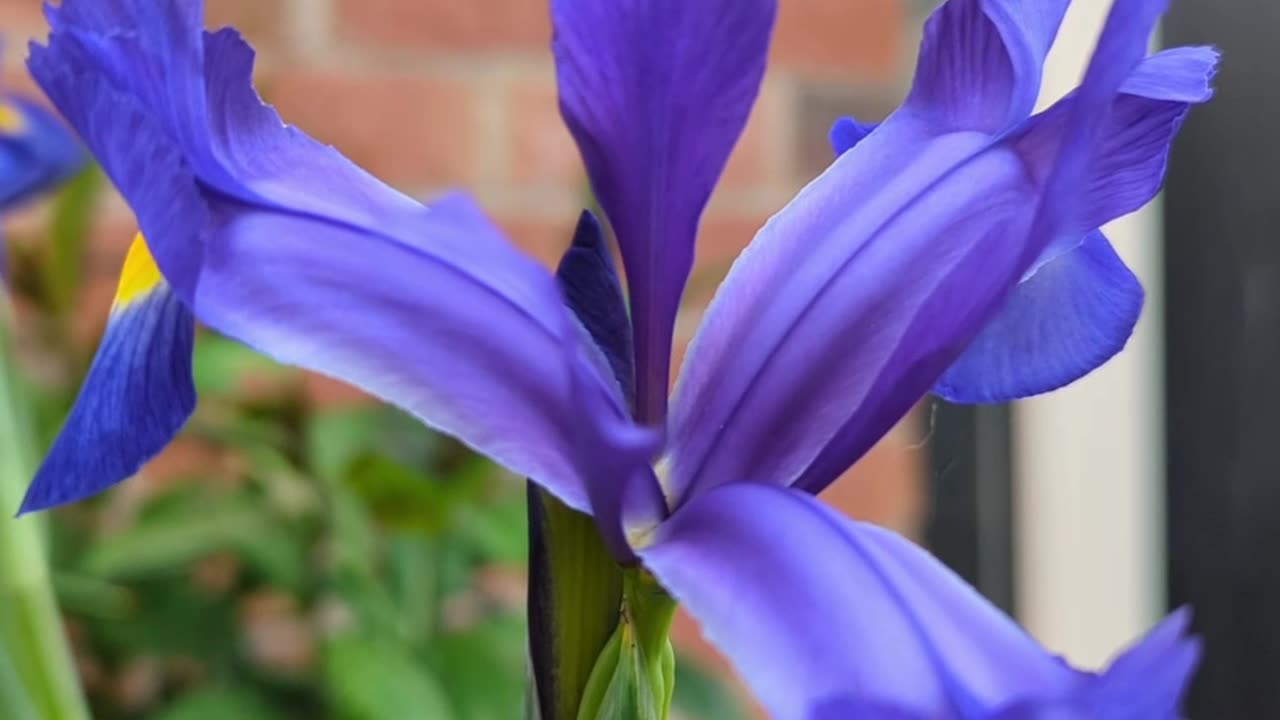 Blue dutch iris