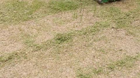 Transform Your Lawn with these simple grass cutting tips for a beautiful yard!