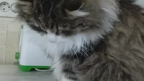 Cute kitty give a paw