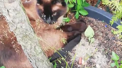 The king of garden vibes? Or a new (cat) plant? :)