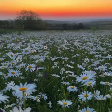 A serene morning on the chamomile field in the Stavropol territory