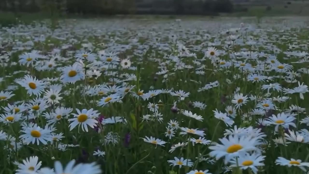 A serene morning on the chamomile field in the Stavropol territory