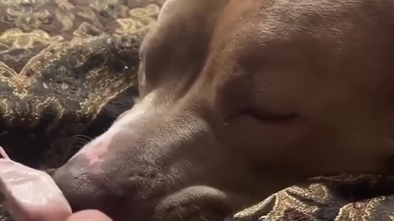 Dogs Doing the Strangest Things😂🤣🤣😂