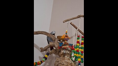 African grey #parrot