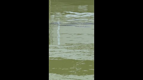 Canal Life | Sheepshead! | 4K