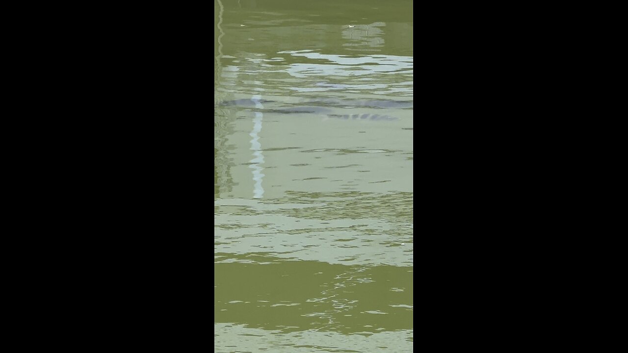 Canal Life | Sheepshead! | 4K