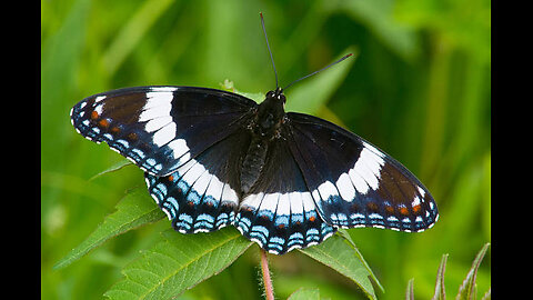 Admiral Butterfly